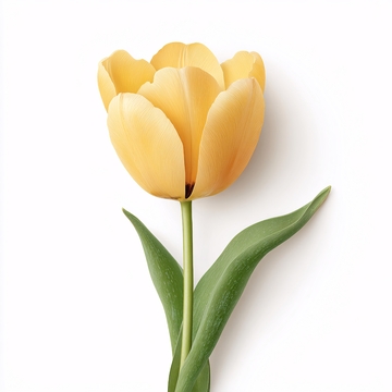 黄色郁金香花卉图823