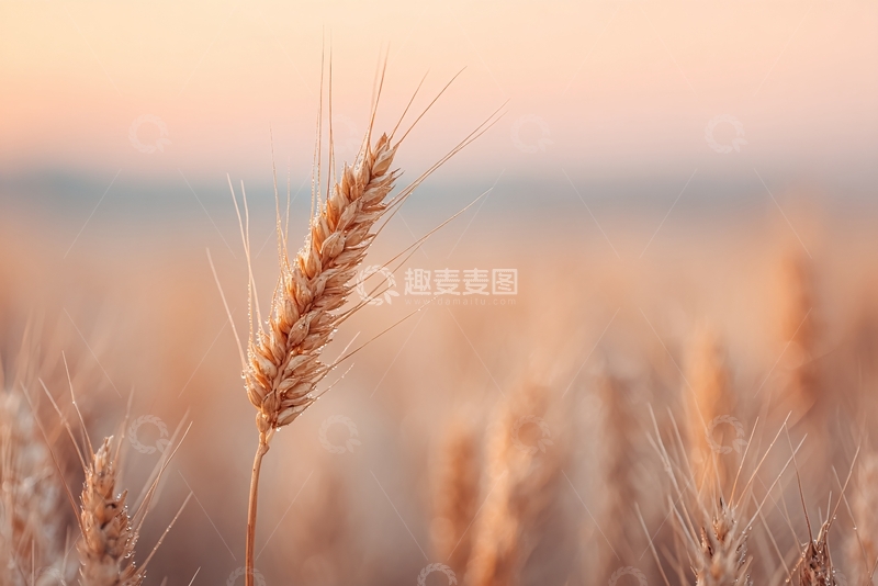 高清大图下载【趣麦麦图】金黄麦穗特写086