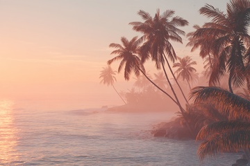 夕阳下的海边椰林美景000