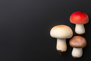 三种色彩蘑菇静物图364
