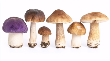 多彩蘑菇静物图786