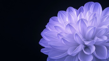 紫色大丽花特写030