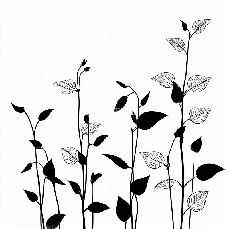 高清大图下载【趣麦麦图】黑白植物茎叶插画832