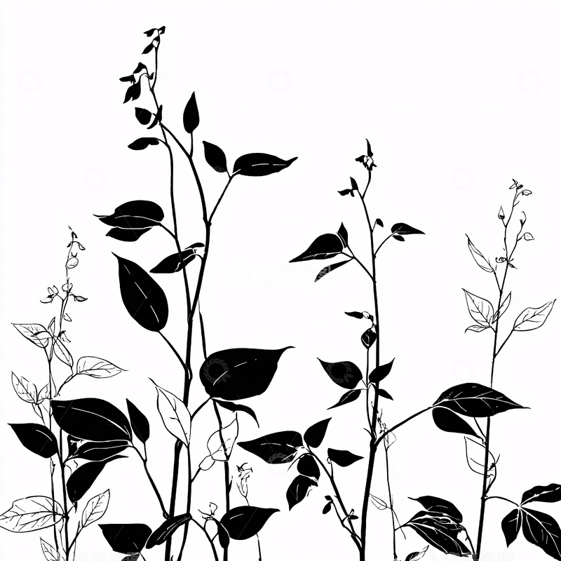 高清大图下载【趣麦麦图】黑白植物轮廓插画083