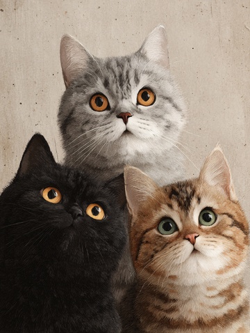 三只可爱猫咪抬头看镜头653