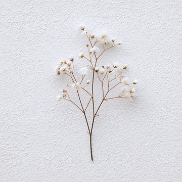 白色背景上的素雅小花枝074
