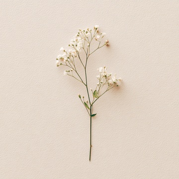 一枝白色小花静物图756