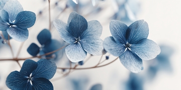 蓝色绣球花特写画面789