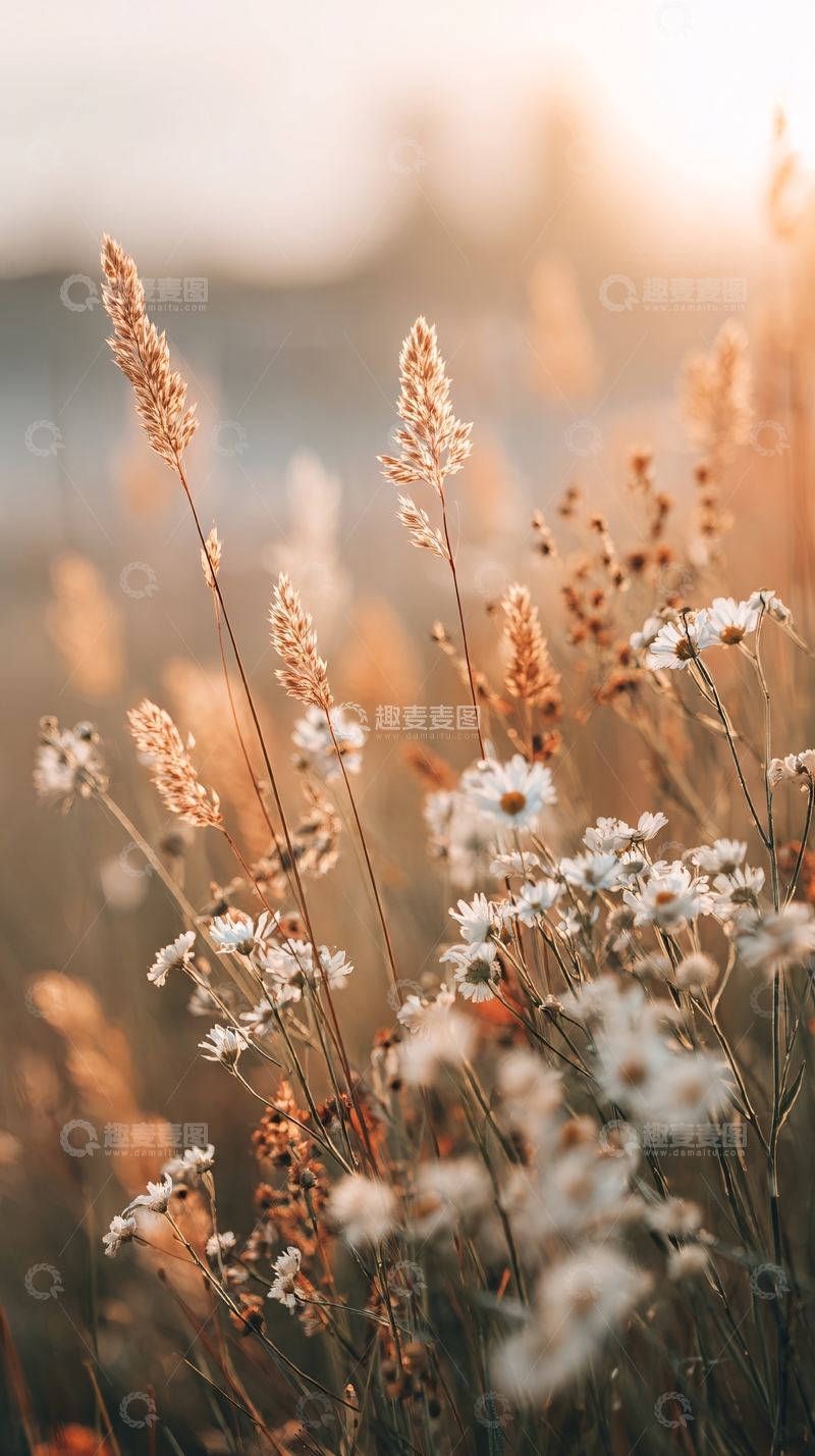 高清大图下载【趣麦麦图】-阳光下的花草美景199