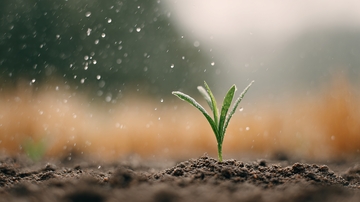 雨中破土而出的嫩绿幼苗918
