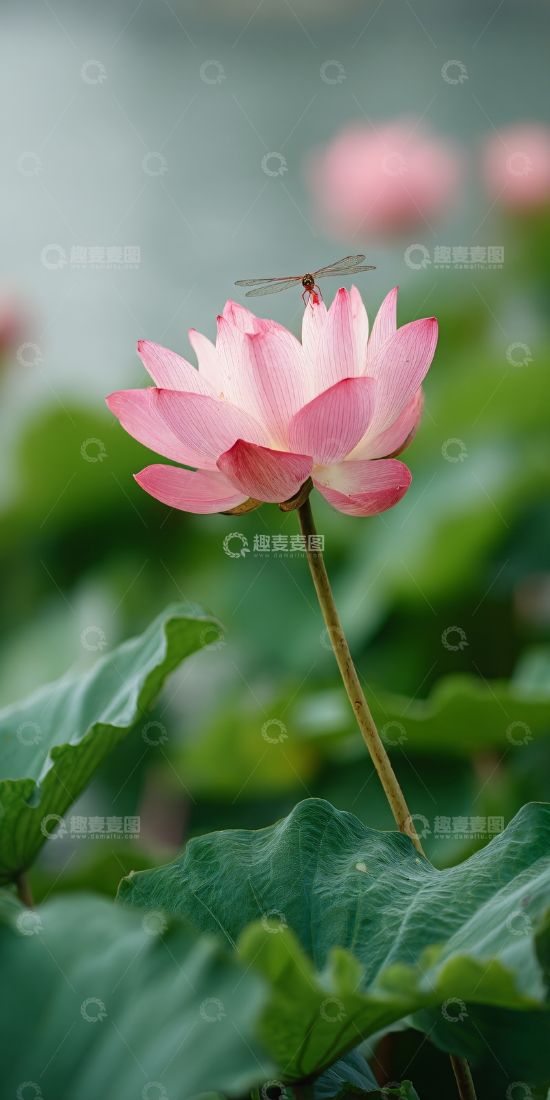 高清大图下载【趣麦麦图】粉色荷花上的蜻蜓045