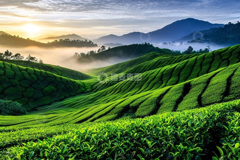 高清大图下载【趣麦麦图】美丽的茶园日出景观345