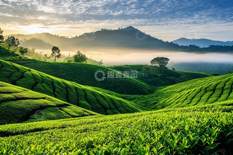 高清大图下载【趣麦麦图】美丽的绿色茶园风景730