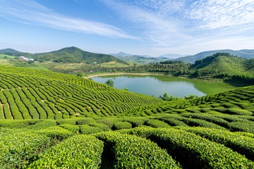 美丽的茶园山水风光490