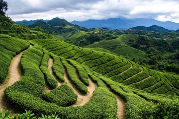 山间美丽的绿色梯田茶园122