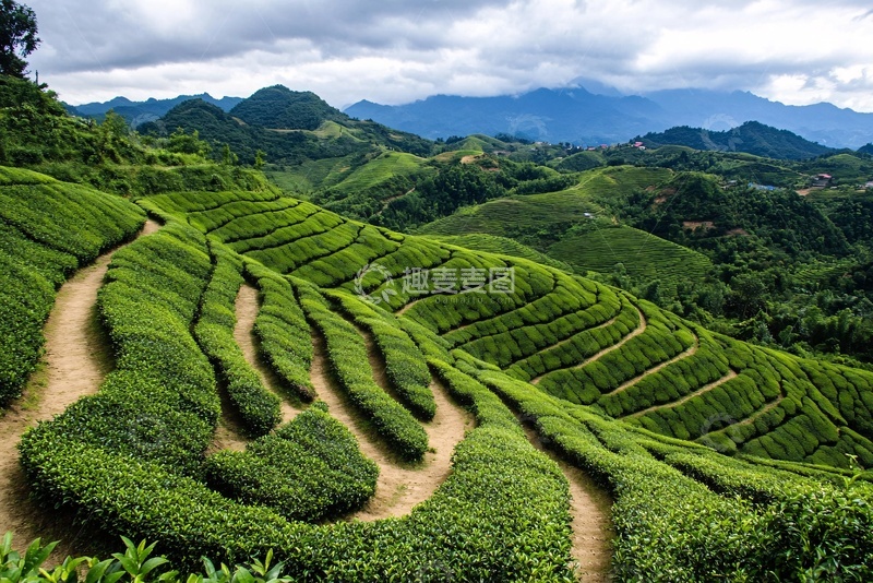 高清大图下载【趣麦麦图】山间美丽的绿色梯田茶园122
