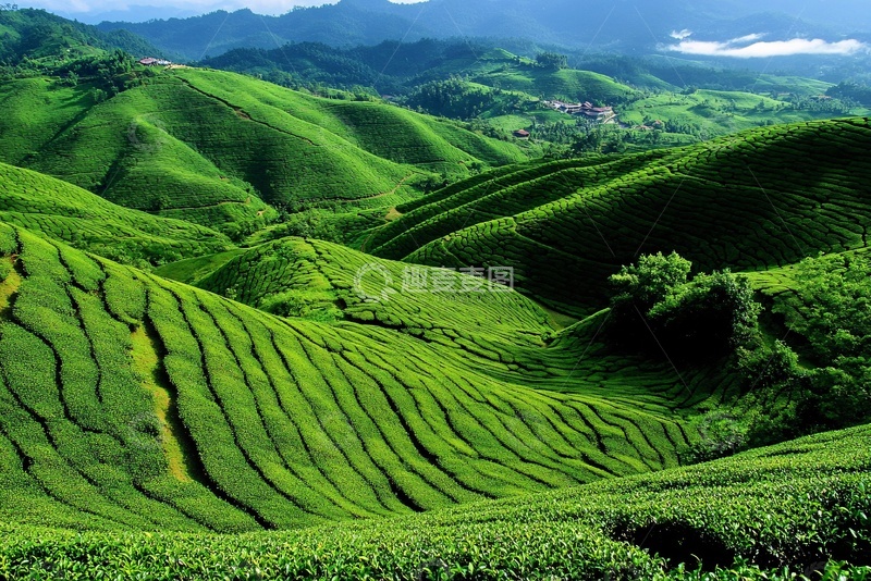 高清大图下载【趣麦麦图】翠绿连绵的山间茶园风光341