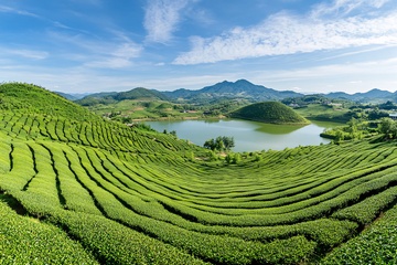 美丽的绿色茶园山水风光858