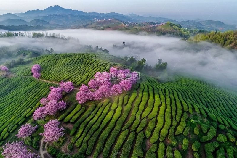 高清大图下载【趣麦麦图】茶园春色美景240