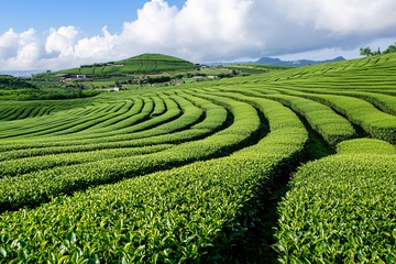 美丽的绿色梯田茶园景观063