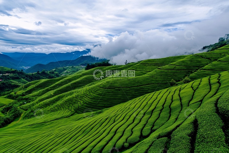 高清大图下载【趣麦麦图】翠绿层叠的山间茶园美景231