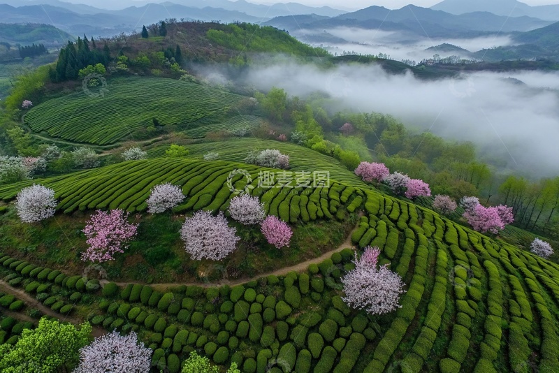 高清大图下载【趣麦麦图】山间茶园与烂漫樱花美景469
