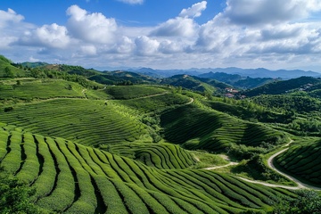 山间翠绿梯田美景096