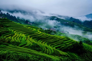 云雾缭绕的绿色梯田美景271