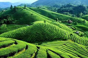 美丽的绿色梯田茶园景观625