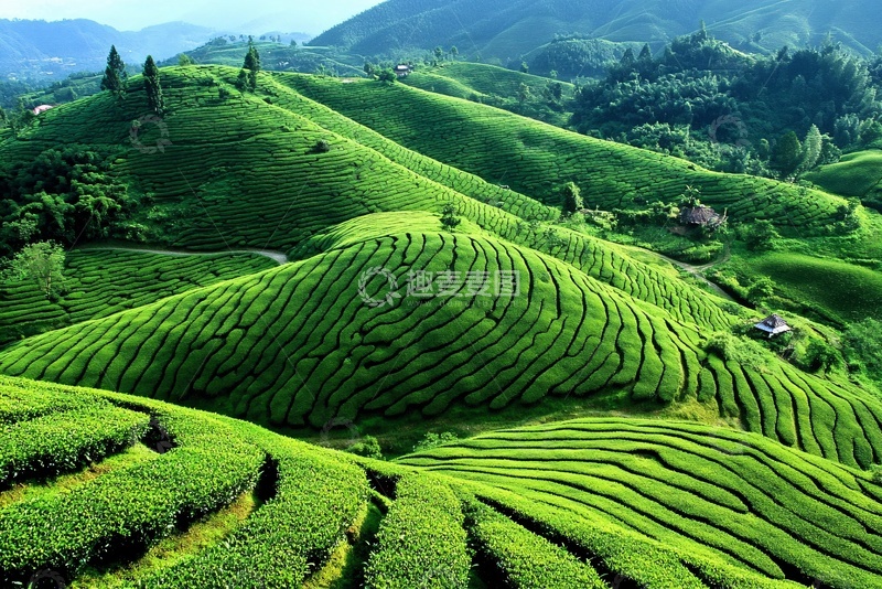 高清大图下载【趣麦麦图】美丽的绿色梯田茶园景观625