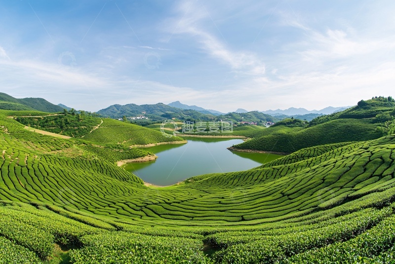 高清大图下载【趣麦麦图】山间茶园与湖泊美景292