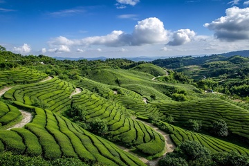 美丽的绿色梯田茶园风光362