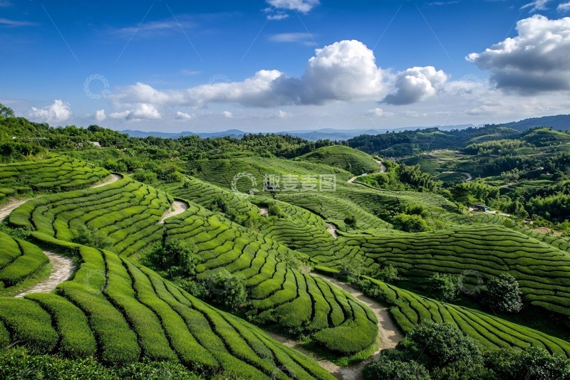 高清大图下载【趣麦麦图】美丽的绿色梯田茶园风光362