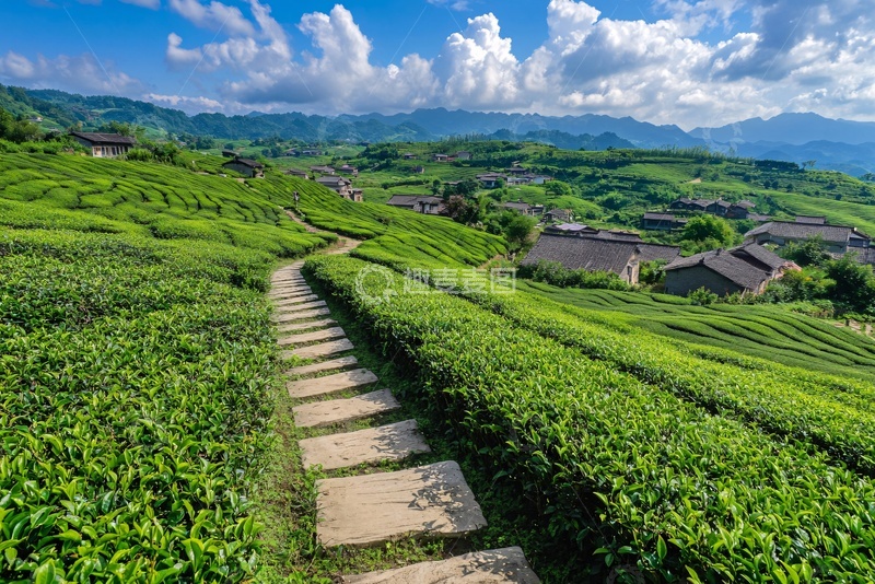 高清大图下载【趣麦麦图】山间翠绿茶园中的石板小路871