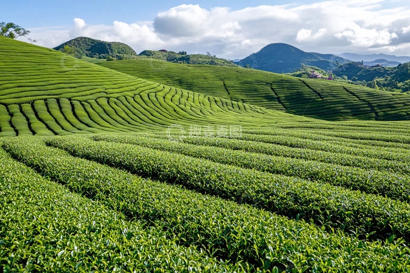 高清大图下载【趣麦麦图】翠绿梯田茶园自然风光507