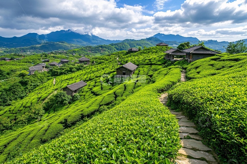 高清大图下载【趣麦麦图】山间茶园村落美景666