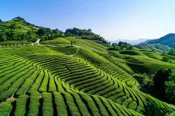美丽的绿色梯田茶园风光143