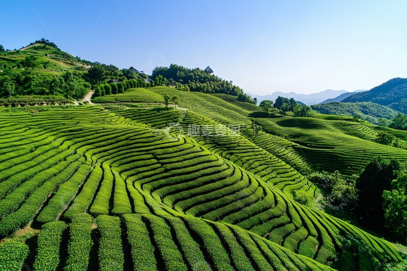 高清大图下载【趣麦麦图】美丽的绿色梯田茶园风光143