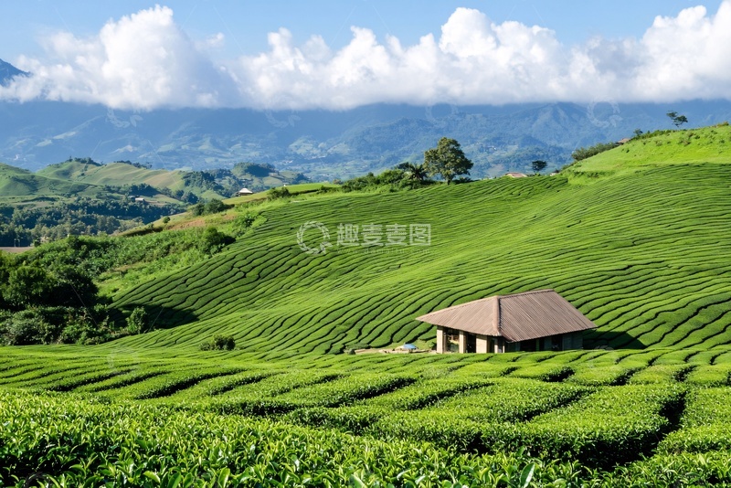 高清大图下载【趣麦麦图】山间翠绿茶园中的小屋020
