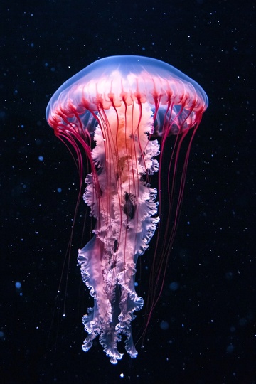 梦幻水母在深海中游动985