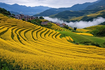 山间金黄梯田美景950