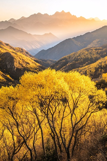 山间金黄树林与壮丽山景968