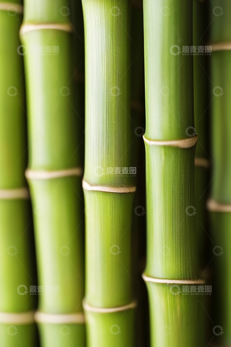高清大图下载【趣麦麦图】翠绿竹子特写画面068