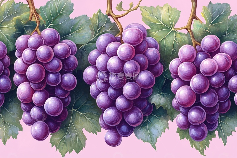 高清大图下载【趣麦麦图】紫色葡萄插画653