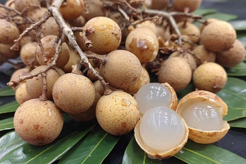 新鲜龙眼果实特写838