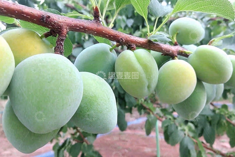 高清大图下载【趣麦麦图】-枝头的青绿色李子997