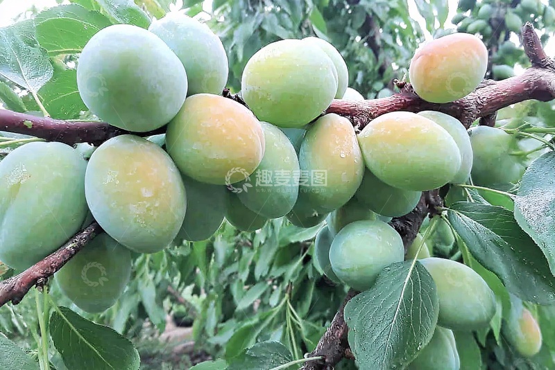 高清大图下载【趣麦麦图】-枝头青绿色果实特写109