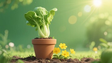 花盆中生长的鲜嫩青菜878