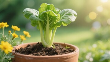 盆栽中的嫩绿青菜733