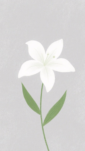 白色百合花插画549